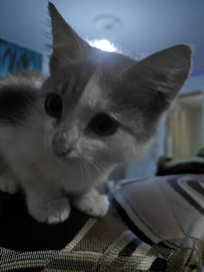 A close-up, low-angle shot focuses on a young, grey and white kitten. The kitten's face is the primary subject, with large, dark eyes that appear to be looking slightly to the left of the camera. Its ears are erect and pointed upwards. The kitten is positioned on a textured surface, possibly a patterned cushion or rug, with its front paws visible. The background is blurred and dimly lit, showing a hint of a ceiling fixture or light source at the top. The overall lighting is dim, with a blueish tint. The scene appears to be indoors. The provided context states the location is Ертіс ауылдық округі, Kazakhstan, suggesting this is a domestic setting within a rural district.