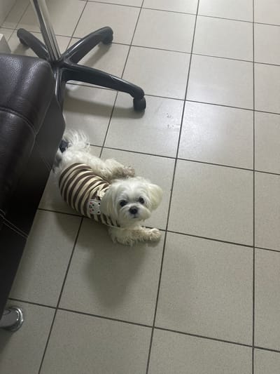 A white Maltese dog wearing a brown and white striped shirt is lying on a tiled floor next to a brown leather armchair and the black base of a chair. The dog is facing the camera with its head slightly tilted. The floor is made of square, light-colored tiles with dark grout lines. There is a chrome leg from the chair visible on the bottom left of the image. The scene appears to be indoors. The location in Kumertau, Russia is not determinable from the image.