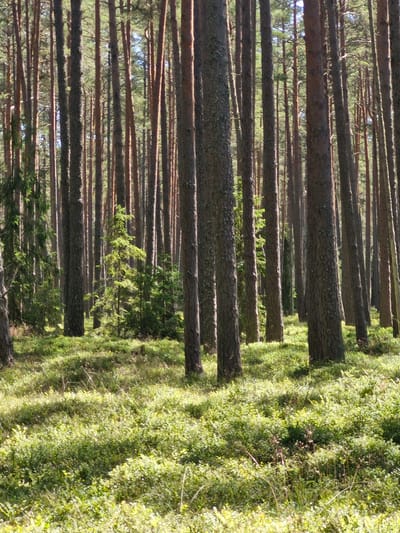 This image depicts a dense coniferous forest with tall, slender pine trees dominating the scene. The forest floor is covered in lush green undergrowth, primarily low-lying bushes and grasses, indicative of a temperate climate. Sunlight filters through the canopy, casting dappled shadows across the ground. The overall impression is one of a natural, undeveloped forest environment. No people or man-made structures are visible. The provided context places this scene in Mērsrags, Latvia, suggesting it is likely a typical forest landscape found in the region.