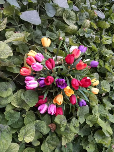 This media file shows a vibrant bouquet of artificial tulips arranged in a vase, set against a backdrop of lush green foliage. The tulips are a mix of colors including red, pink, purple, yellow, and orange, with some white ones interspersed. The bouquet is positioned in the center of the frame, drawing the viewer's eye with its cheerful hues. The surrounding leaves are dense and varied in texture, creating a naturalistic setting that contrasts with the artificial flowers. The lighting appears to be natural, suggesting it was taken outdoors during the day. There are no people visible in the image. The overall impression is one of a decorative display, possibly intended for an event or as a gift, set within a garden or outdoor space. The location context is Keles, Uzbekistan, which is a city in the Tashkent Region.