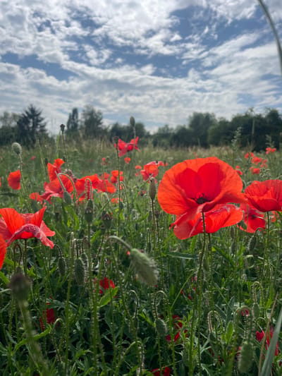 A low-angle, eye-level shot captures a field of vibrant red poppies under a partly cloudy sky. The poppies, in various stages of bloom and bud, dominate the foreground, their delicate petals unfurling in the daylight. The stems are covered in fine hairs, and the green foliage creates a lush backdrop for the bright red flowers. In the distance, a line of trees marks the edge of the field, and beyond that, the hazy outline of more trees suggests the presence of a park or wooded area. The sky is a striking blue, punctuated by fluffy white clouds that cast soft shadows. The scene is tranquil and idyllic, evoking a sense of natural beauty and open space. The location is identified as a poppy field in Alzey, Germany. There are no people or animals visible in the image.