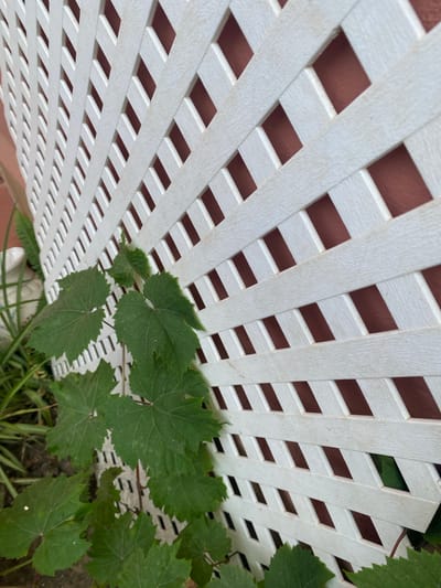 This is a close-up, eye-level, outdoor, daytime photograph of a section of white lattice fencing. The lattice is made of plastic and is arranged in a diamond pattern, with the background behind it being a reddish-brown color. A vine with green, lobed leaves is growing up and across the lattice from the left side of the frame. The vine is the primary subject of the photograph, with the lattice serving as a textured background. The image is sharp and in focus, with natural lighting. The scene is located in Resinera-voladilla, Spain.