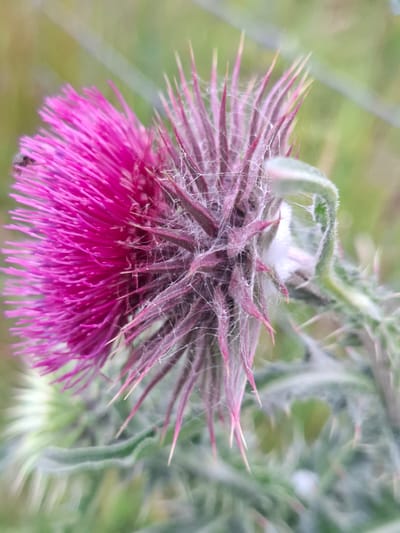 A close-up, macro photograph captures a bright pink thistle bloom in Scorton, United Kingdom. The flower's vibrant petals are sharp and in focus, contrasting with the blurred green and yellow background. Delicate spiderwebs are visible clinging to the spiky, purplish-green center of the bloom and its stem. A small, dark insect, possibly a fly, is perched on the left side of the flower. The overall scene suggests an outdoor setting, likely in a natural or garden environment.