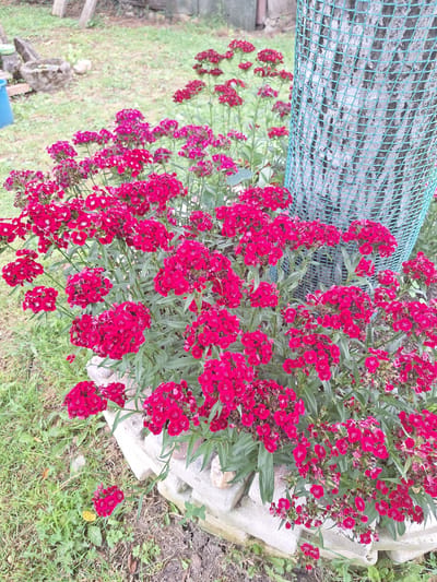 In Zeda Sazano, Georgia, a cluster of vibrant pink dianthus flowers blooms at the base of a tree protected by a blue mesh cage. The flowers are densely packed, with some individual blooms showcasing delicate white centers. The surrounding area is a grassy yard with some scattered stones and what appears to be concrete landscaping blocks forming a low border. In the background, there are hints of wooden structures and other garden elements. The scene is set outdoors, suggesting a garden or yard environment in the mentioned location.