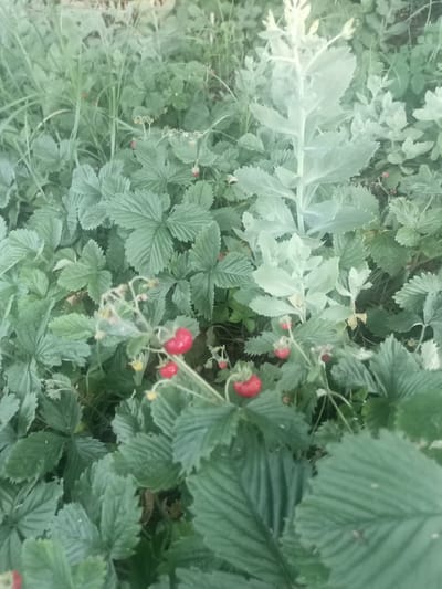 A top-down, medium shot captures a patch of wild strawberry plants in Yampil, Ukraine. The foreground is dominated by large, serrated green leaves of the strawberry plants, with a few ripe red berries interspersed among them. A tall, pale green succulent plant with fleshy, pointed leaves grows in the upper right quadrant, its leaves reaching towards the top of the frame. In the background, more greenery and foliage create a dense, naturalistic setting. The lighting is diffused, suggesting an overcast day or a shaded area. There are no people visible in the image.
