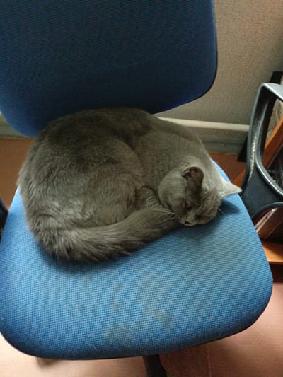A grey British Shorthair cat is curled up asleep on a blue fabric office chair. The cat is facing to the right, with its head tucked into its body. The chair is in an indoor setting, with a light-colored wall in the background. To the right of the chair is a dark-colored office chair with metal accents. The floor is a light-colored wood or laminate. The overall impression is a quiet, domestic scene. This image was taken in Tikhvin, Russia.