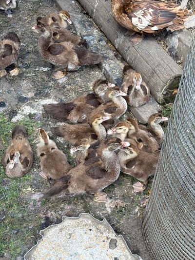 The image shows a group of Muscovy ducklings gathered on the ground, with a mature Muscovy duck partially visible in the upper right corner. The ducklings are predominantly brown and white, with some darker markings. They are clustered together, with several ducklings facing the camera and others looking away. The ground appears to be a mix of dirt, grass, and some debris. A large wooden beam runs horizontally through the middle of the image, and a roll of wire mesh is positioned on the right side. The overall environment suggests an outdoor enclosure or farmyard. The location is identified as Ust'-Dzhigutinka, Russia, implying a rural or semi-rural setting. There are no people or other animals visible in the frame besides the ducks. The scene is static, with the ducklings appearing to be resting or observing their surroundings.
