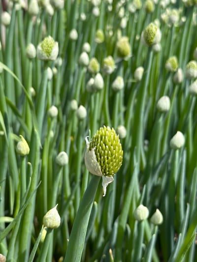 The image shows a close-up view of a field of young onion plants, likely in the flowering stage, with some buds beginning to form. The plants are vibrant green and appear to be growing in a dense cluster. The focus is on a few of the plants, with the foreground featuring a partially opened flower bud with a green, spiky structure. The background is softly blurred, showing many more onion plants in various stages of development. The scene suggests a natural or agricultural setting, possibly a garden or a farm. No people or specific landmarks of Shimanovsk, Russia are visible in the image.