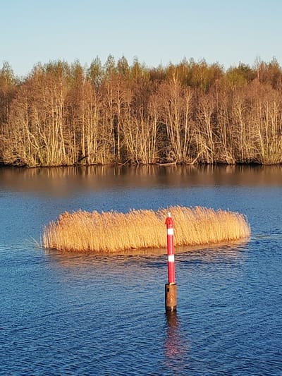 The image shows a body of water, likely a river or lake, with trees lining the opposite bank. In the foreground, a cluster of tall reeds or grass grows in the water. A red and white striped pole, possibly a navigational marker, stands among the reeds. The water is blue and reflects the sky and surrounding vegetation. The trees on the bank are mostly bare, suggesting it is early spring or late autumn. The location is in the city of Kurdiug, Russia. There are no people in the image.