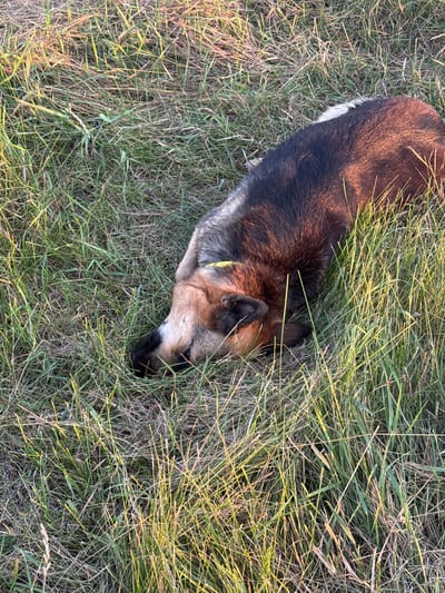 A German Shepherd dog is lying in tall, dry grass. The dog is predominantly black and tan with some white fur visible on its hindquarters and a yellow collar. Its head is lowered, seemingly sniffing the ground amongst the vegetation. The grass is a mix of green and dried stalks, suggesting a late summer or early autumn setting. Sunlight is casting long shadows and illuminating the grass, indicating it is either early morning or late afternoon. The scene appears to be outdoors in a rural or natural environment, consistent with the provided location context of Horodyshche, Ukraine. There are no people or visible text in the image. The dog's posture and the environment suggest a moment of rest or exploration in nature.