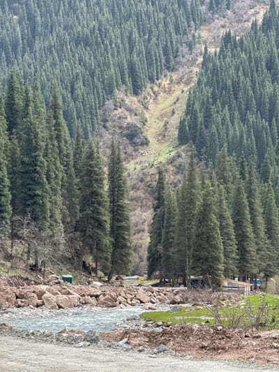 The image shows a mountainside in Grigor'yevka, Kyrgyzstan. Dense rows of coniferous trees cover the majority of the frame. A partially cleared area runs along the mountainside, revealing a mix of bare ground and sparse green vegetation. A narrow dirt road runs along the edge of the trees, and a building is visible amongst the trees. Boulders are present on the side of the road, and a small stream or drainage ditch follows the road. The angle of the photo is off-kilter.