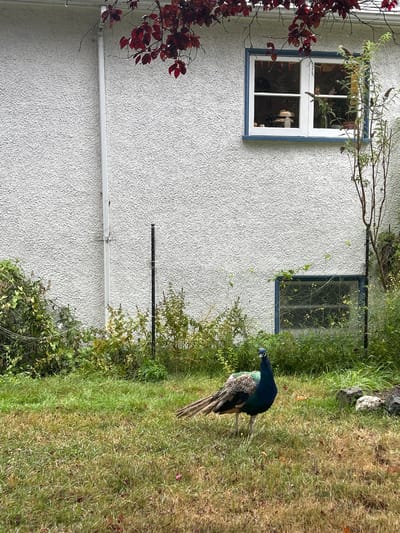 An outdoor scene in a residential area of Victoria, Canada, depicts a male peacock standing prominently on a grassy lawn. The peacock, with its iridescent blue head, neck, and upper chest, dark body, and long, muted tail feathers, faces slightly left with its head turned towards the viewer. Behind the bird, a light-colored, textured stucco wall of a building spans the background. A white-framed window with a blue outer trim is visible in the upper right quadrant of the wall, reflecting interior objects such as a mushroom-shaped ornament. Below this, a smaller, dark-framed basement window is partially obscured by dense green and yellowish-green foliage growing at the base of the wall. A white downspout runs vertically along the left side of the building. Overhanging dark red-leaved branches, exhibiting visible water droplets, extend into the top of the frame. The foreground consists of a lawn with varying shades of green and brown grass. Two slender, dark metal posts, possibly fence supports, are visible vertically in the midground foliage, one to the left of the peacock and another further right. Scattered light-colored rocks are present on the grass in the lower right corner. No human figures are present.