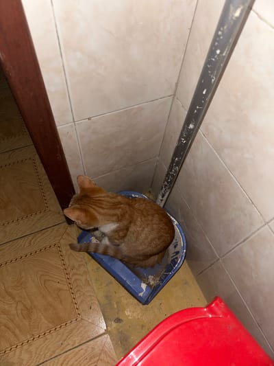 An orange tabby cat is in a blue dustpan, indoors. The dustpan is on a tiled floor in the city of Munro, Argentina. A red trash can is partially visible.