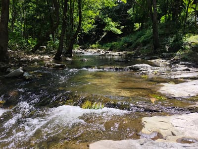 The image depicts a serene forest scene with a shallow, clear river flowing over rocks. Sunlight filters through the dense green foliage of trees lining the riverbanks, casting dappled shadows on the water and surrounding ground. The riverbed is visible through the transparent water, showing smooth, light-colored stones and a scattering of darker rocks. In the foreground, the water rushes over a slight drop, creating white foam and turbulence. The overall impression is one of a natural, undisturbed woodland environment. This scene is located in the vicinity of Pchelishte, Bulgaria, a region known for its natural beauty and forested areas. There are no people or animals visible in the image. The environment is characterized by lush vegetation, clear water, and natural rock formations.