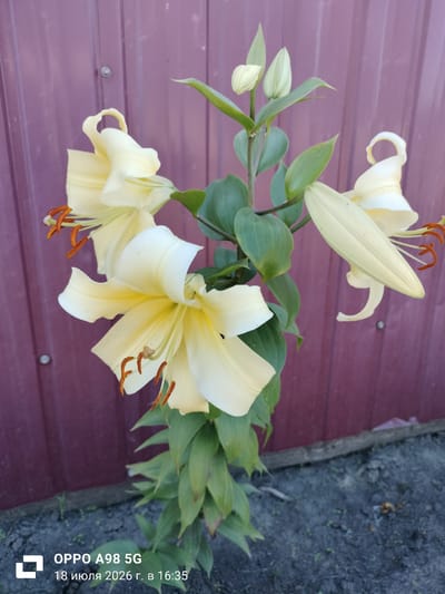 A close-up, vertical outdoor photograph captures a cluster of pale yellow lilies with orange stamens against a dark reddish-purple corrugated metal fence. The lilies are in various stages of bloom, with some fully open flowers and several buds. Green leaves and stems are prominent. In the foreground, dark soil with scattered debris is visible. The bottom left corner of the image displays a watermark indicating "OPPO A98 5G" and the date "18 июля 2026 г. в 16:35".