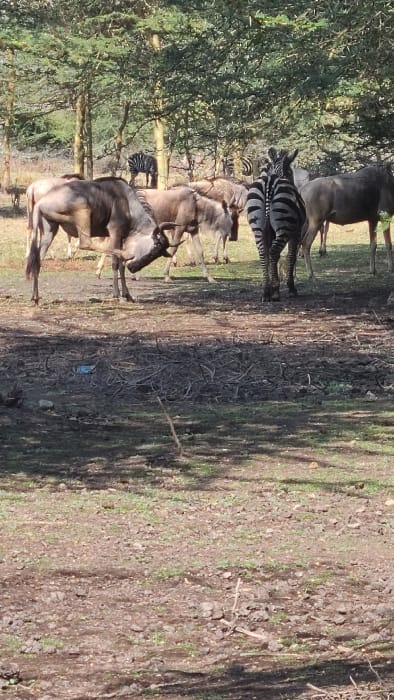 This image depicts a natural outdoor environment consistent with the wildlife areas near Mto wa Mbu, Tanzania. The scene primarily features a mixed herd of wild ungulates within an open woodland.

In the foreground, the ground consists of dry, reddish-brown earth mixed with sparse, light-green grass and scattered small branches. A small, crumpled light-blue plastic item is visible on the ground in the mid-foreground.

The mid-ground and background are populated by several large mammals and dense vegetation. Approximately five wildebeest (Connochaetes taurinus) are present; one prominent individual in the foreground-left is shown with its head lowered, possibly grazing, exhibiting a greyish-brown coat and dark horns. Other wildebeest are partially visible behind and to its right. At least three plains zebras (Equus quagga) are interspersed among the wildebeest; one zebra stands centrally, facing away from the viewer, showcasing its distinctive black and white striped hindquarters. Another zebra is partially visible further back among the trees, and a third on the far right. Additionally, two light-brown ungulates, possibly topi or similar antelope, are partially visible on the far right edge of the frame.

The background consists of numerous trees with light-colored trunks and dense green, small-leafed foliage, characteristic of acacia species, forming a natural canopy. Bright natural sunlight illuminates the scene, casting distinct shadows on the ground, indicating a clear day. No human figures are present.