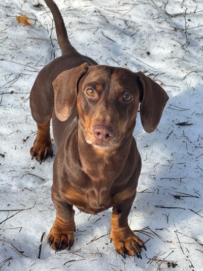The image displays a short-haired dachshund dog standing on a snow-covered surface in Zelenogradskiy, Russia. The dog faces the camera directly, exhibiting a solid dark chocolate brown coat with tan markings visible on its lower legs and chest. Its eyes are amber, and its nose is dark brown. The dog's ears are pendulous. Its tail is elevated and curves slightly in the upper background. The ground consists of a thin layer of white snow, scattered with dark brown twigs, pine needles, and a single light brown deciduous leaf. The scene is illuminated by natural daylight.