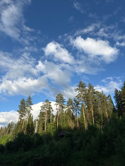 In Gol'yany, Russia, this image captures a dense forest with tall, slender pine trees dominating the frame. The trees are set against a bright blue sky dotted with scattered white cumulus clouds. Sunlight filters through the foliage, casting shadows and highlighting the texture of the bark and needles. In the background, a tall, metallic structure, possibly a tower or observation post, is visible amidst the trees, suggesting the presence of human activity or infrastructure within the natural landscape. A small, dark wooden structure, resembling a shed or hut, is partially obscured by the trees on the right side of the image. The foreground is filled with lush green undergrowth, indicative of a thriving forest ecosystem. The scene depicts a natural environment with a hint of human presence, characteristic of the rural outskirts of Gol'yany.