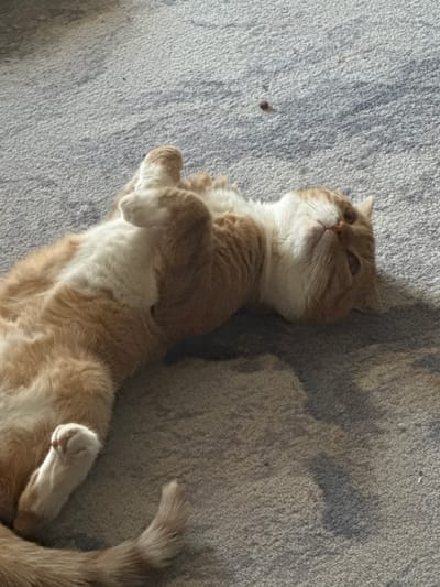 A ginger and white cat is lying on its back on a gray carpeted floor, basking in sunlight. The cat appears relaxed and comfortable, with its eyes partially closed. The sunlight casts a shadow on the carpet, creating a contrast between the illuminated and shadowed areas. The scene is indoors, with the texture of the carpet being the only discernible element of the setting. The overall mood is peaceful and serene, conveying a sense of a quiet moment of rest. No people are visible in the image, and there is no visible text. The location context of Opochka, Russia, is noted but not visually evident in the image itself.