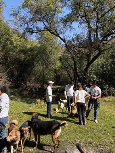The image displays an outdoor gathering of six individuals and numerous dogs in a natural, wooded environment identified as San Andrés Calpan, Mexico. The scene occurs under a clear blue sky, with bright sunlight illuminating green foliage and the grassy ground.

Five people are congregated in the mid-ground. A woman wearing a white t-shirt, dark pants, and a white baseball cap stands holding a slender stick, facing right. Adjacent to her, a man in a white long-sleeved shirt and dark pants stands facing right. Another person, seen from behind, wears a white t-shirt and dark pants. To their right, a man in a white t-shirt, blue jeans, and a dark jacket tied around his waist faces left, holding an unidentified object in his left hand. A sixth person is partially visible behind him.

Approximately eight dogs of various sizes and colors are present, moving freely among the people. In the foreground, a prominent black and tan dog stands facing right, with two brown-furred dogs to its left. Near the central human group, a white dog with brown patches stands with its mouth open, facing left, accompanied by a fluffy light brown dog and other partially visible canines.

A dark body of water, likely a stream or pond, is visible behind the central group, bordered by dense vegetation. Numerous trees with green leaves and prominent branches dominate the background and frame the scene. A segment of a fallen log rests on the grassy ground in the lower right corner.