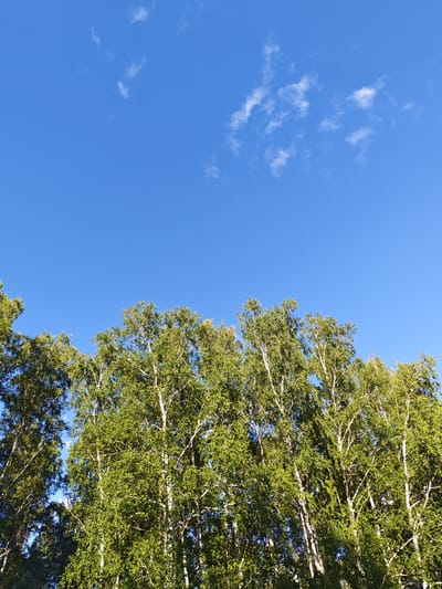 This media file features a close-up, low-angle shot of a line of tall, leafy birch trees against a bright blue sky with scattered white clouds. The trees fill the lower portion of the frame, their green foliage lush and vibrant, suggesting a warm season, likely summer. The distinctive white bark of the birch trees is visible between the leaves. The sky is clear and expansive, with a few wispy clouds in the upper right quadrant. The lighting indicates it is daytime, likely late morning or early afternoon, with sunlight filtering through the leaves, creating highlights and shadows. The scene is natural and serene, evoking a feeling of peace and tranquility. There is no discernible text or activity taking place; it is a still image of nature. The location context provided is Krasnoe Pole, Russia.