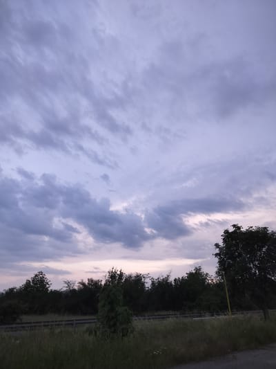 The image depicts a rural or semi-rural landscape under a twilight sky, specifically located in Tazha, Bulgaria. The upper two-thirds of the frame are filled with a cloudy sky, characterized by altocumulus or stratocumulus formations in shades of grey and muted lavender, with faint hints of pale pink and orange near the lower horizon, indicative of either dawn or dusk.
The mid-ground features a dense, dark expanse of trees and bushes, forming a horizontal band across the image and appearing mostly in silhouette due to the low light. Below this vegetation line, a metallic guardrail or barrier runs horizontally. The foreground consists of unkempt grassy terrain, interspersed with patches of taller wild grasses and possibly a narrow dirt track or road shoulder on the right. A solitary, dark-leaved tree is positioned on the far right, partially extending into the sky, with a slender yellow post adjacent to its trunk. Another distinct, leafy green shrub is visible in the center-left foreground. No human figures, animals, or vehicles are present in the scene.