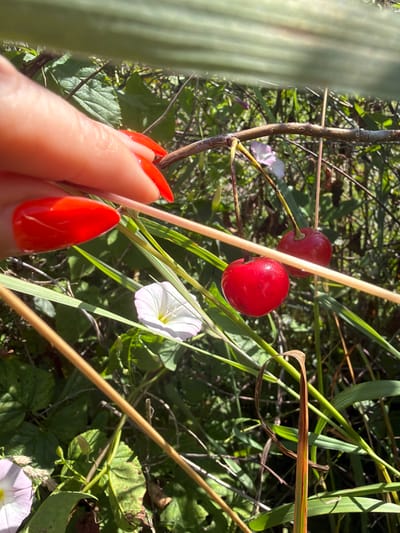 In Jalguba, Russia, a close-up shot captures a hand with bright red nail polish reaching towards two ripe cherries hanging from a thin branch. The cherries are a vibrant red, glossy, and appear plump. In the background, lush green foliage and thin, dry stalks create a natural, outdoor setting. A delicate white flower with pink veining is visible amidst the greenery, adding a touch of color. The overall scene suggests a serene moment in nature, possibly a garden or a wild outdoor space.