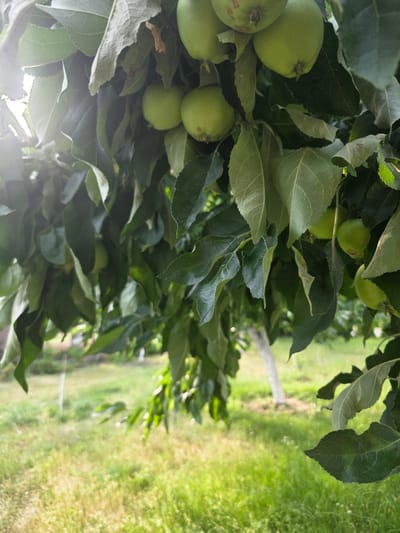The image displays a close-up view of an apple tree branch laden with small, unripe green apples. The apples are clustered amongst lush green leaves, some of which are showing signs of veining and texture. The foreground is dominated by the foliage and fruit, with the branches casting shadows and a bright light source causing lens flare in the lower left corner.
In the background, a blurred scene of an outdoor setting unfolds. A pathway, possibly made of grass or dirt, runs vertically through the image, bordered by more green. The overall impression is one of an orchard or garden. The lighting suggests it is daytime, likely morning or late afternoon, given the warm glow and sun flare.
The scene is static, focusing on the natural growth of the apple tree. There are no people visible in the image. The location context provided is Pidhorodne, Ukraine, which is consistent with a rural or agricultural setting where apple orchards are common. The image conveys a sense of natural abundance and the early stages of fruit development. No text is visible in the image.