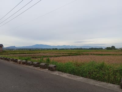 A wide-angle, outdoor, eye-level photograph captures a rural landscape scene in Kutabaro, Indonesia. The image is dominated by a vast, overcast sky with wispy clouds and three prominent power lines stretching diagonally from the top left corner. Below the sky, a distant mountain range forms a hazy blue silhouette against the horizon. In the mid-ground, expansive fields of dry, golden-brown crops, likely rice paddies, stretch across the landscape, interspersed with patches of vibrant green grass. A line of low, rectangular concrete barriers runs along the edge of a paved asphalt road that occupies the lower left quadrant of the image. The road appears to be slightly inclined, with its surface showing signs of wear. To the far left, a portion of a small building with a dark roof is visible. The scene is devoid of human presence or any discernible activity. The overall impression is one of tranquility and open space.