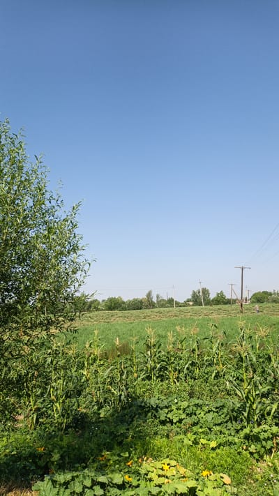 The image depicts a rural scene under a clear blue sky. In the foreground, a large tree with green leaves dominates the left side of the frame. Below the tree, a dense growth of plants includes what appears to be corn stalks and other leafy green vegetation, with yellow flowers visible among them.

In the mid-ground, a field of green crops stretches horizontally across the image. Beyond the field, a line of trees forms a treeline. Several utility poles with power lines are visible in the distance, indicating the presence of infrastructure. A person, seen from a distance, is walking in the field near the utility poles. The overall setting suggests a sunny day in a cultivated rural area. The location is identified as Нуъмон Розиқ, Tajikistan.