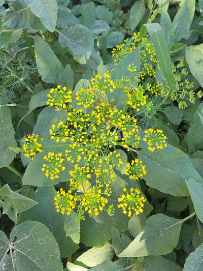 This is a close-up, top-down photograph of a patch of dill flowers and leaves in Shiklar, Uzbekistan. The dill plants are in bloom, with numerous small, yellow flowers clustered in umbels. The delicate, feathery leaves of the dill are interspersed with larger, broad green leaves from other plants. Sunlight filters through the foliage, creating dappled shadows. Several small insects, possibly bees or flies, are visible on or near the flowers, suggesting pollination activity. The scene is natural and appears to be an outdoor environment, likely a garden or a field. There are no people or man-made structures immediately apparent in the frame.