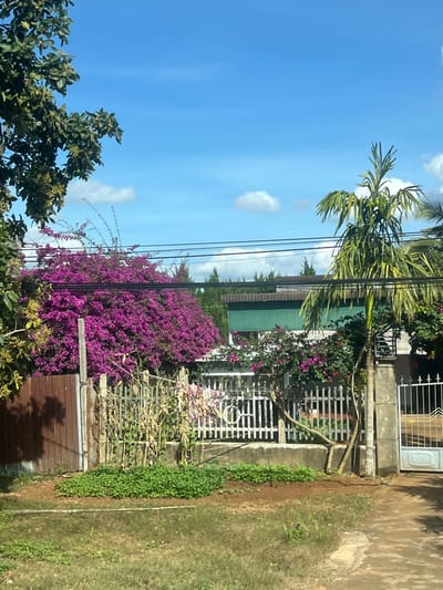 A vibrant scene unfolds with a clear blue sky dotted with fluffy clouds. Lush greenery abounds, featuring a palm tree and various other trees and shrubs. A building with a green roof is partially visible behind a fence. Bougainvillea, bursting with purple blooms, cascades over the fence, adding a splash of color. Power lines cut across the sky, adding a touch of urban infrastructure to the natural landscape.