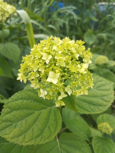 The image is a close-up, vertical shot of a cluster of pale green hydrangea flowers, still in their early blooming stage. The flowers are tightly packed in a spherical formation, with individual florets displaying delicate, four-petaled structures. Large, textured green leaves with prominent veins form the foreground and surround the bloom. The background is softly blurred, suggesting a natural outdoor setting with other greenery and hints of blue, possibly from a fence or sky. The lighting is bright and natural, characteristic of daylight. No people or specific landmarks of Lobnya, Russia, are visible. The image appears to be taken in a garden or natural area.