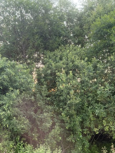 The image shows a dense thicket of green trees and bushes, with sunlight filtering through the leaves. There are no people or animals visible. The scene appears to be in a natural, outdoor setting. The location in Mikhailovka, Russia is not discernible from the image itself.