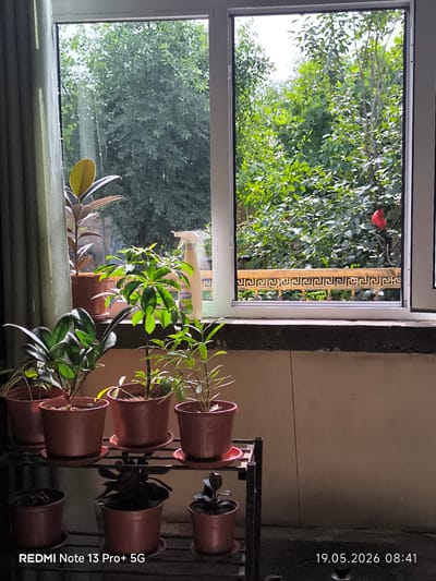 The image shows a collection of potted plants on a shelf and windowsill, situated in front of a window. The window is a double-paned unit, offering a view to the outside.
Outside, there is dense green foliage of trees and shrubbery. A decorative balcony railing with a repeating geometric pattern is visible through the right-hand window pane, with a single red flower partially visible amongst the greenery beyond.
Indoors, several potted plants are arranged on a metal shelf and the windowsill. The plants are various species, some with broad, glossy leaves and others with thinner, more delicate foliage. A spray bottle is visible behind the plants on the windowsill.
The photograph includes date and time stamp "19.05.2026 08:41" and the device model "REDMI Note 13 Pro+ 5G".
The location of Pakhtakor, Uzbekistan is not verifiable from the image's visual information.