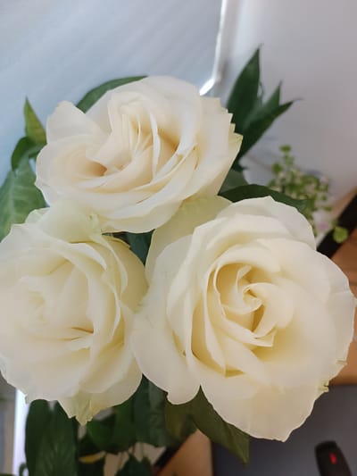 A close-up, overhead shot displays a bouquet of three creamy white roses. The roses, with their velvety petals unfurling in soft spirals, are the primary focus. Lush green leaves provide a natural backdrop, with a hint of a pale blue, textured wall and a bright white vertical element in the upper portion of the frame. The lighting is soft and diffused, casting gentle shadows that accentuate the delicate curves of the petals. The scene appears to be indoors, likely in a home or floral arrangement setting, and there is no indication of the city of Volodymyrivske, Ukraine, or any people present. The overall impression is one of natural beauty and tranquility.