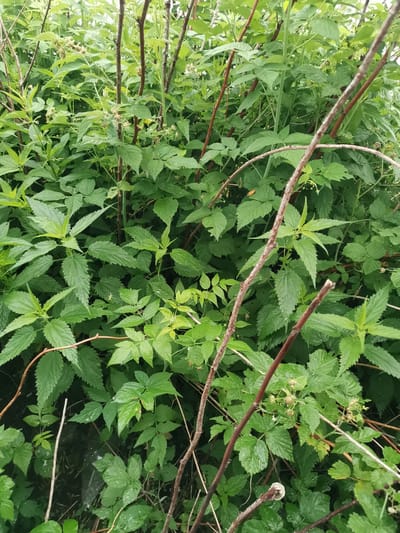 This is a close-up, eye-level, vertical shot of dense, green foliage in Kuyagan, Russia. The vegetation is primarily composed of nettle plants and brambles, characterized by their serrated leaves and thorny branches. The leaves appear wet, suggesting recent rainfall. Several thin, brown branches, some with thorns, crisscross the frame, obscuring parts of the plant life. In the upper right and middle areas of the image, small clusters of developing berries, likely from the bramble plants, are visible. The background is a blur of more green leaves and stems, creating a natural, wild environment. There are no people or man-made objects clearly discernible in the scene.