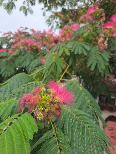 The image shows a close-up of a Mimosa tree in bloom, with its characteristic pink, feathery flowers and compound leaves dominating the foreground. The leaves are a vibrant green, arranged in a pinnate fashion. In the background, out of focus, more of the tree's foliage and blossoms are visible, along with a hint of a building and the sky. To the right of the frame, a person's face is partially visible, also out of focus, with their mouth open. The overall impression is one of a lush, natural scene, likely in a garden or park setting within the city of Lorsch, Germany.