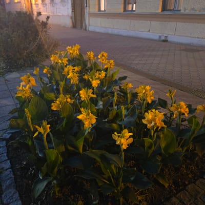 A cluster of vibrant yellow canna lilies with dark green foliage is illuminated in the foreground, set against a dimly lit paved sidewalk and a building facade in the background. The scene is captured at night, with artificial light casting a warm glow on the flowers and the textured paving stones. The building appears to be a residential or commercial property, with windows that are lit from within, suggesting occupancy. The overall impression is one of urban tranquility at dusk or early evening.

The location is identified as Piešťany, Slovakia. The specific setting appears to be a public walkway adjacent to a building, possibly a street or a pathway in a park or courtyard. The paving stones are arranged in a decorative pattern, and the building's architecture suggests a European context, with details such as ornate window frames and textured walls. The presence of the canna lilies indicates a well-maintained urban landscape, where decorative plants are used to enhance the aesthetic appeal of public spaces. The absence of people or animals suggests that the image was taken during a quiet period, allowing for a focused appreciation of the botanical elements and the surrounding architecture.