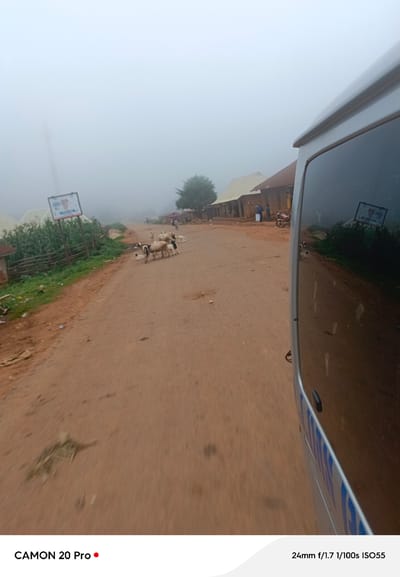 The image depicts a foggy street scene in Nguroje, Nigeria. A herd of goats is scattered across the unpaved road, with several animals standing near a few buildings on the right side of the street. A white vehicle, partially visible on the right, reflects the surrounding environment. The foreground shows the road surface with some debris. A billboard with text and an image is visible on the left side of the road. The sky is overcast and hazy, suggesting a cloudy or foggy day.