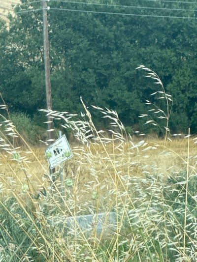 In Mesorrachi, Greece, a weathered wooden utility pole stands amidst a field of dry, golden grass and a dense backdrop of dark green foliage. The foreground is dominated by stalks of tall, dry grass with feathery seed heads catching the light. A small, white diamond-shaped sign, tilted at an angle, is visible among the grass. The sign has a green border and features two black symbols and some text. The symbols appear to be a pair of eyes and possibly a depiction of a small creature or plant. The text is partially obscured but seems to be in a foreign language. A grey concrete barrier or structure is faintly visible behind the sign. The overall scene suggests an outdoor, rural environment with a hint of caution or warning indicated by the sign.