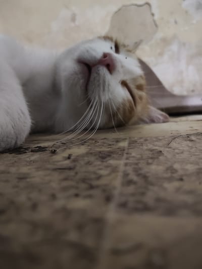 A white and orange cat is sleeping on a dirty, cracked floor. The cat is lying on its side with its eyes closed and its mouth slightly open, revealing a pink tongue. Its whiskers are fanned out, and a few small black specks, possibly dirt or insects, are visible on its face and on the floor. The floor appears to be linoleum or tile, with a worn and stained surface. In the background, a light-colored wall with peeling paint and water stains is visible. The lighting suggests it might be daytime, but the overall scene appears to be in a poorly lit or neglected indoor space. The cat appears relaxed and comfortable, in a state of deep sleep. No text is visible in the image. The location context provided is Ucrainca, Moldova.