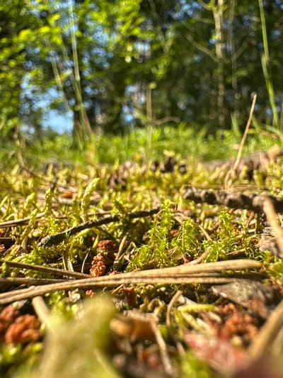 This is a close-up, low-angle shot of the forest floor in Żurawiniec, Poland, with shallow depth of field. The foreground is dominated by vibrant green moss and small pine cones, interspersed with dry pine needles and small twigs. Some larger branches are visible, running horizontally across the frame. The background is blurred, showing dappled sunlight filtering through the leaves of trees, with hints of blue sky. There are no people or discernible actions taking place. The environment is natural, appearing to be a woodland area.