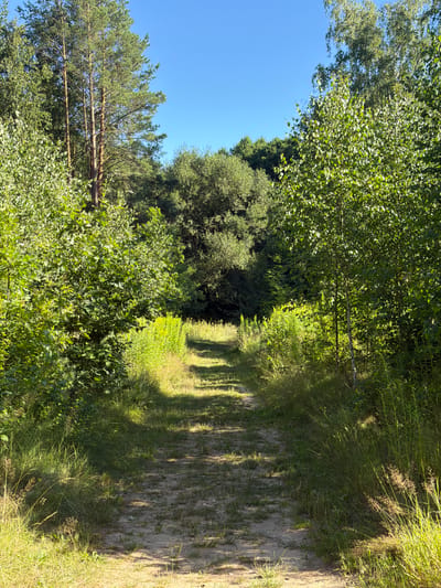 A dirt path winds through a sunlit forest in Кліноцкі сельскі Савет, Belarus. Tall green trees, some with smooth white bark and others with rough brown trunks, line both sides of the path, their leaves creating a dappled shade on the ground. The path itself is composed of light brown soil and scattered pebbles, with grass growing along its edges. The sky above is a clear, bright blue. The scene appears to be a tranquil, natural landscape.