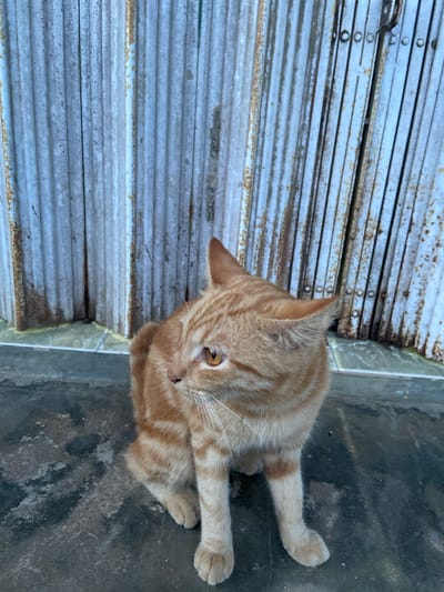 A ginger tabby cat lies on a concrete surface next to a weathered, corrugated metal gate in Sekar Mawar, Indonesia. The cat is facing towards the right of the frame, with its head turned slightly down and to the right. Its fur is a warm orange with darker tabby markings. The cat's eyes are open and appear to be a light amber color. Its front paws are extended forward, resting on the concrete. The corrugated metal gate, likely a door or barrier, is old and shows signs of rust and wear, with horizontal ridges and some vertical elements visible. The concrete surface appears somewhat dirty and textured. The lighting suggests it is daytime, though the specific time of day is unclear. There are no people or other animals visible in the frame. The overall impression is one of a domestic cat in a somewhat unkempt outdoor or semi-outdoor setting.