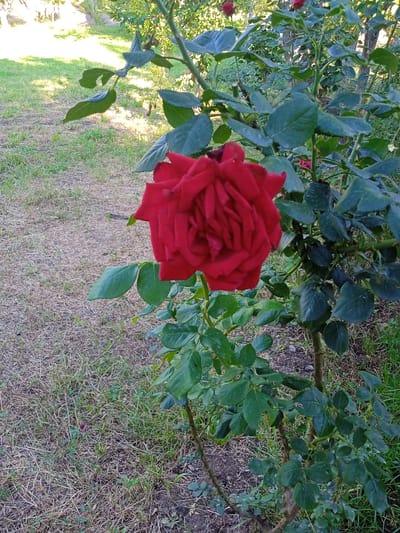 The image shows a close-up of a red rose in bloom, set against a backdrop of green foliage and dry grass. The rose is the focal point, with its petals unfurling in intricate layers. The stem and leaves of the rose bush are visible, as are other plants and trees in the background. The ground is covered in a mix of dry and green grass, with some patches of bare soil. The lighting suggests it is daytime, likely outdoors in a garden or park setting. The overall impression is one of natural beauty and tranquility. The location of Теңги, Kyrgyzstan is not explicitly depicted or suggested by any elements within the image.