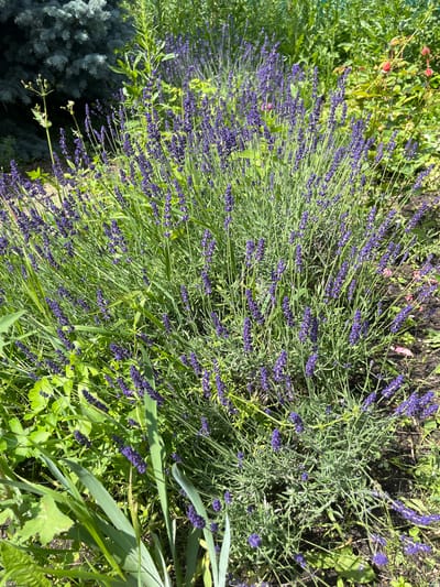 A close-up shot captures a dense cluster of vibrant purple lavender flowers blooming in a garden. The lavender plants are lush and full, with numerous tall spikes of flowers reaching upwards. The background is filled with a variety of green foliage and some taller plants with sparse green leaves. In the upper left corner, a portion of a blue-green coniferous tree is visible. The ground beneath the plants is a mix of dark soil and some fallen leaves. The lighting suggests it is a sunny day, casting shadows and highlighting the textures of the plants. The scene is situated in Smorodinka, Russia. There are no people or animals visible in the image.