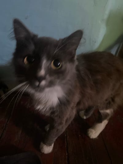 A medium-haired cat with gray and white fur and yellow eyes is captured in a close-up shot, appearing to be looking directly at the camera. The cat has prominent white whiskers and a white patch on its chest and muzzle. The background consists of a textured, light blue wall and a dark wooden floor. The scene appears to be indoors. The location is specified as Khmilnyk, Ukraine.