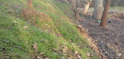 The scene depicts a natural outdoor environment in Charshanba, Uzbekistan. The left side of the image features an upward-sloping embankment covered in short, vibrant green grass, interspersed with patches of dry brown foliage and scattered fallen leaves. The right side shows a flatter ground area composed of dark soil heavily covered with dry, dark brown leaves and debris. A prominent slender tree trunk with dark brown bark stands vertically in the mid-ground on the dirt path. Behind it, a thicker tree trunk with lighter, grayish bark is visible. Near the base of the lighter-barked tree, a crumpled green plastic bag is present on the ground. To the right of the dark brown tree, a dark, cylindrical object, consistent with a discarded can or pipe, lies horizontally on the earthen surface. Additional trees with bare branches are visible in the background, suggesting a wooded or semi-wooded area. The scene is illuminated by natural light, casting soft shadows. No individuals or explicit actions are depicted.