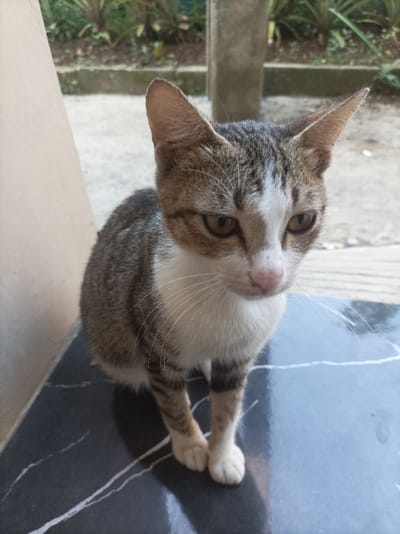 A domestic cat, exhibiting a white and grey-brown tabby coat pattern, is positioned centrally on a dark, reflective tiled surface featuring prominent white veining. The feline is facing slightly to the right of the viewer, with its head angled downwards and its amber-colored eyes directed towards the lower right. Its white fur extends across its muzzle, chin, chest, and belly, contrasting with the striped tabby fur on its head, back, and legs. A pink nose and long white whiskers are visible. The cat's front paws are placed closely together. To the left, a vertical light-colored structure, possibly a wall or pillar, frames the scene. The background is out of focus, revealing a light grey concrete ground surface, a dark vertical post, and green foliage, indicative of an outdoor or semi-outdoor environment. The scene is located in Pasir Muncang, Indonesia.